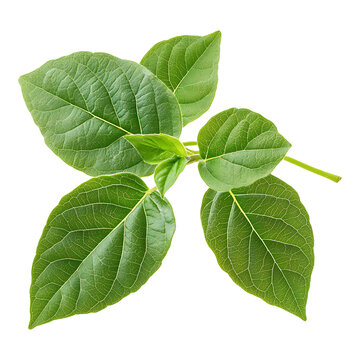 איך לנקות את הכבד בצורה טבעית ובטוחה